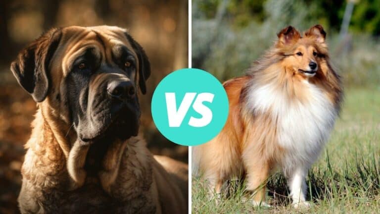 mastiff vs shetland sheepdog