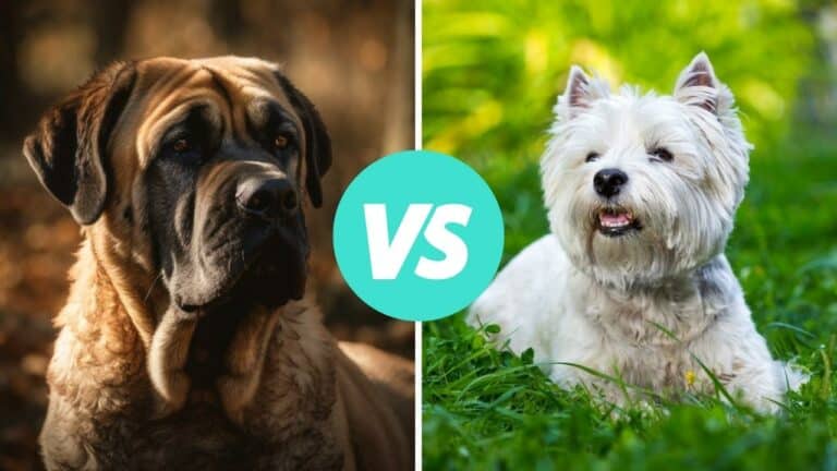 mastiff vs west highland white terrier