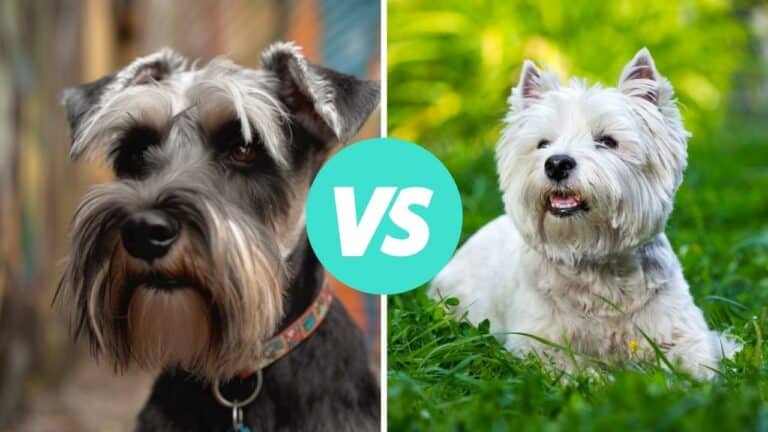 miniature schnauzer vs west highland white terrier