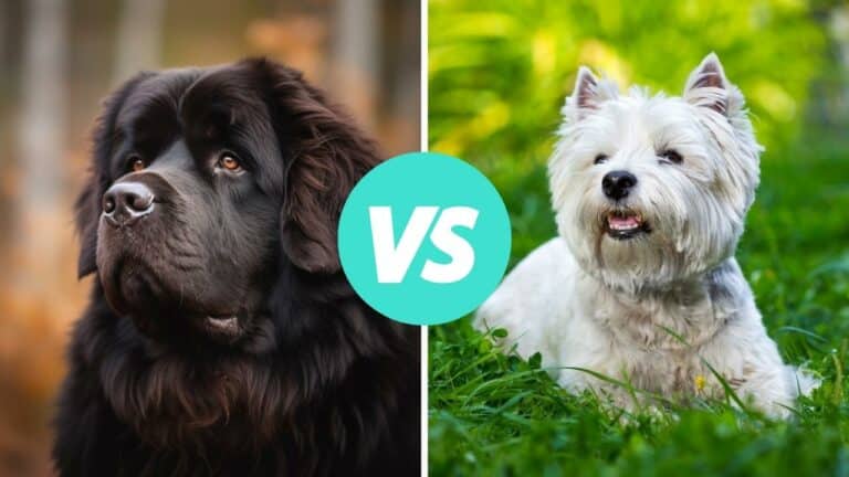 newfoundland vs west highland white terrier