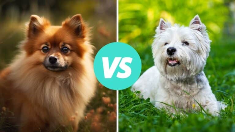 pomeranian vs west highland white terrier