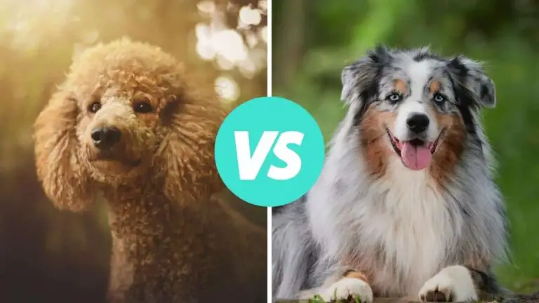 poodle vs australian shepherd