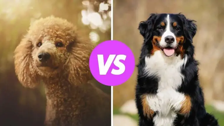 poodle vs bernese mountain dog