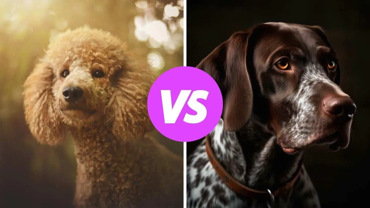 poodle vs german shorthaired pointer