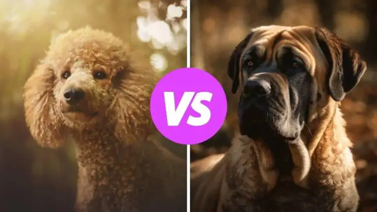 poodle vs mastiff