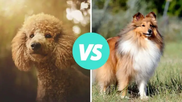 poodle vs shetland sheepdog