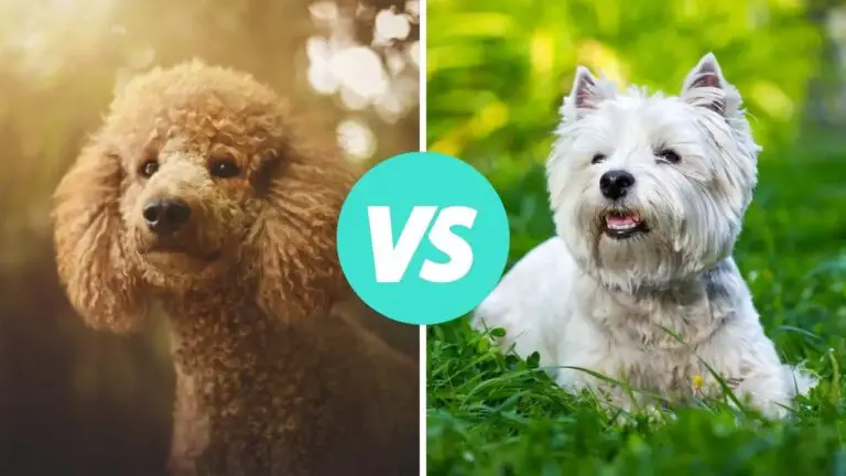 poodle vs west highland white terrier