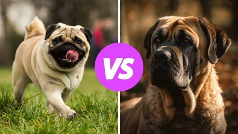 pug vs mastiff