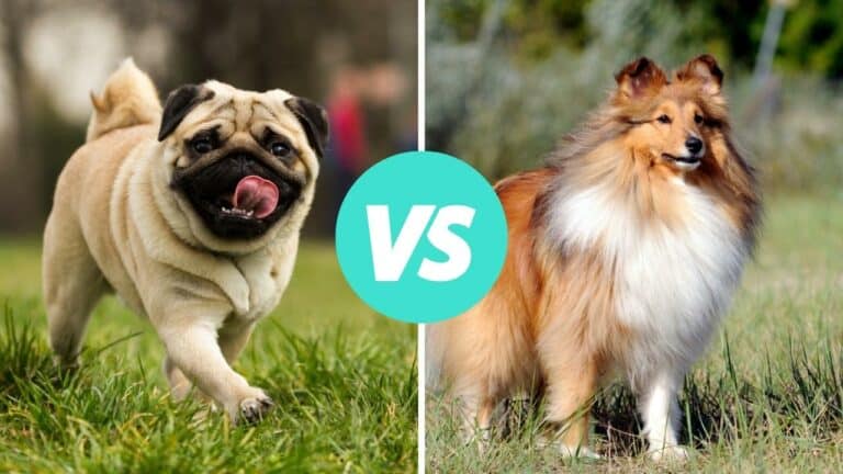 pug vs shetland sheepdog