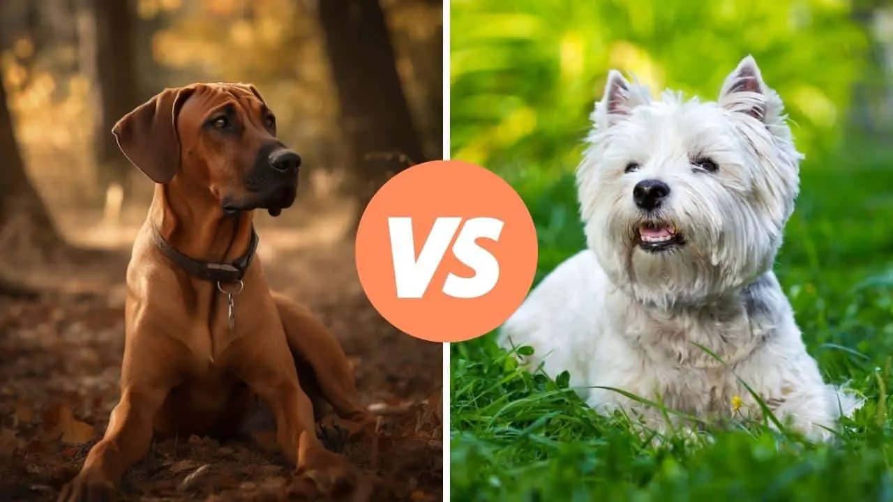 rhodesian ridgeback vs west highland white terrier