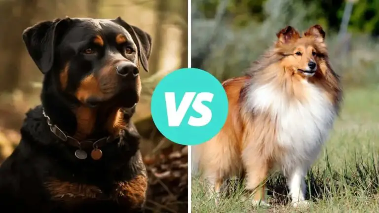 rottweiler vs shetland sheepdog