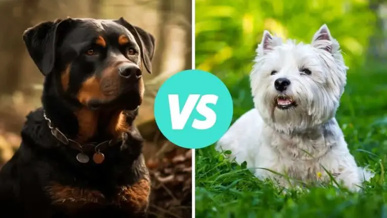rottweiler vs west highland white terrier