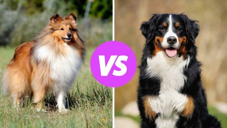 shetland sheepdog vs bernese mountain dog
