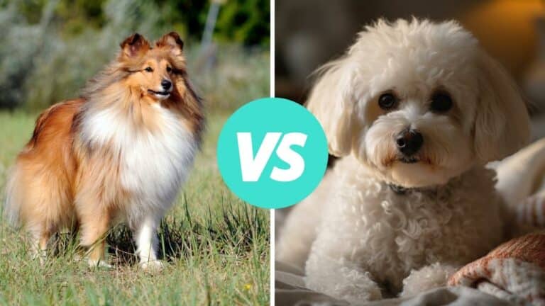 shetland sheepdog vs bichon frise