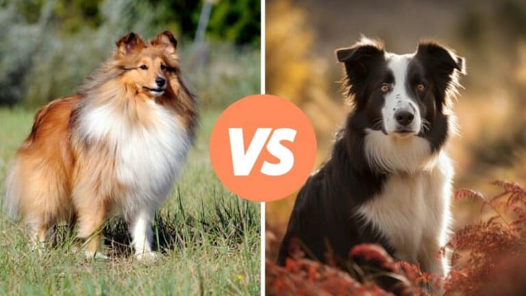 shetland sheepdog vs border collie