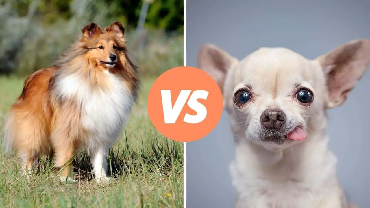 shetland sheepdog vs chihuahua