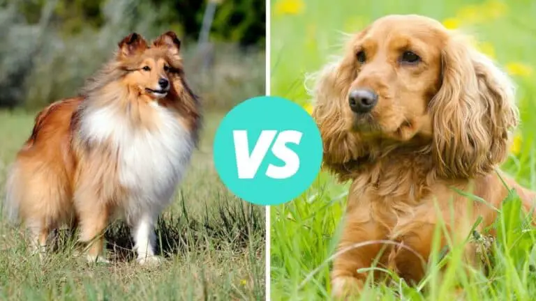 shetland sheepdog vs cocker spaniel