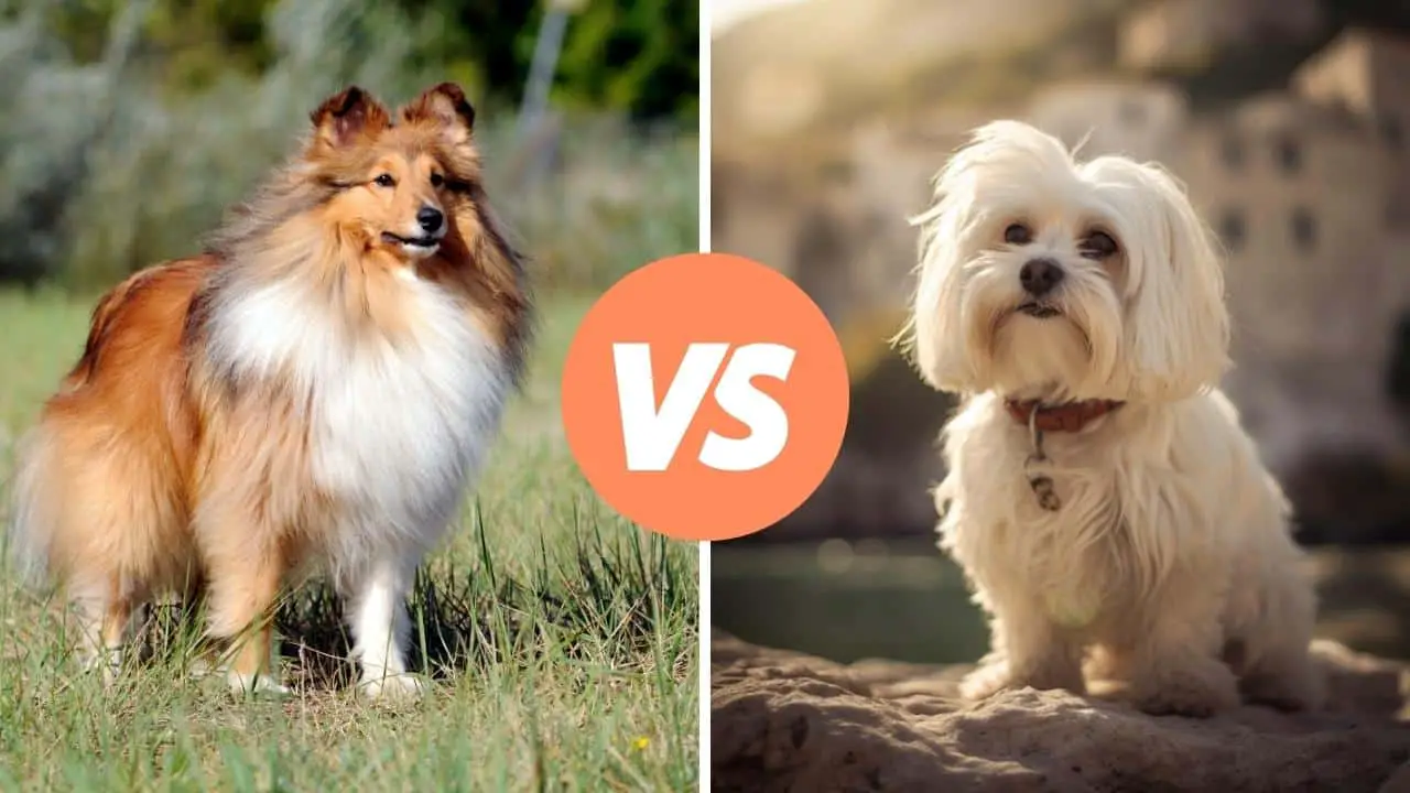 shetland sheepdog vs maltese