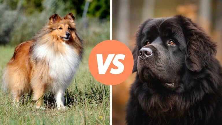 shetland sheepdog vs newfoundland