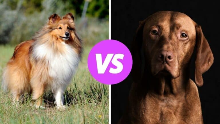 shetland sheepdog vs vizsla