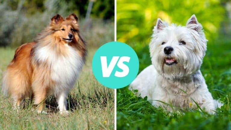 shetland sheepdog vs west highland white terrier