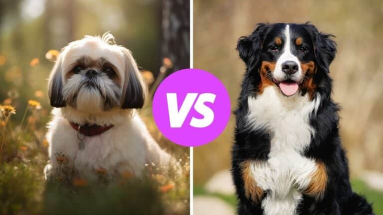 shih tzu vs bernese mountain dog