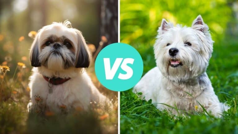 shih tzu vs west highland white terrier