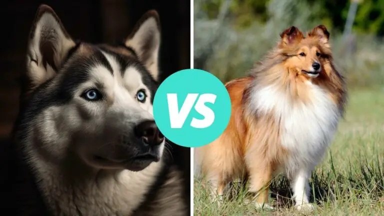 siberian husky vs shetland sheepdog