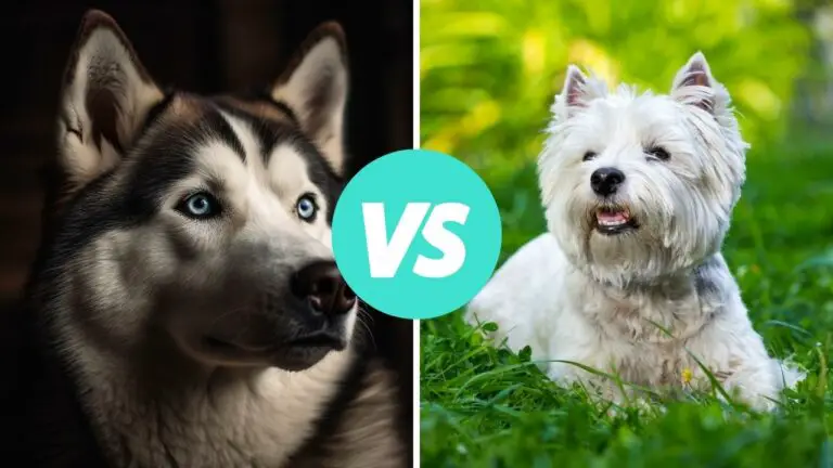siberian husky vs west highland white terrier