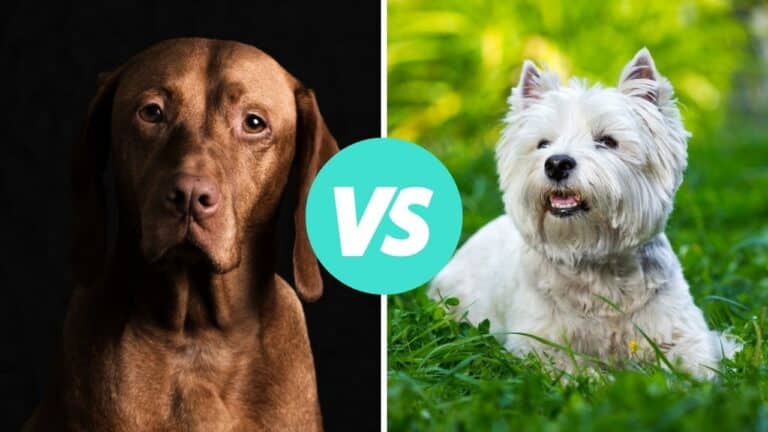 vizsla vs west highland white terrier