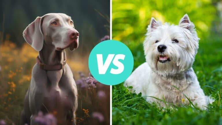 weimaraner vs west highland white terrier