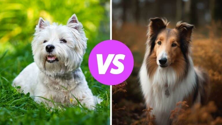 west highland white terrier vs collie