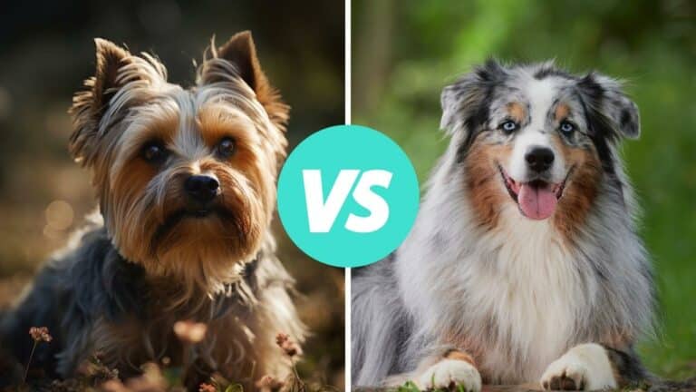 yorkshire terrier vs australian shepherd