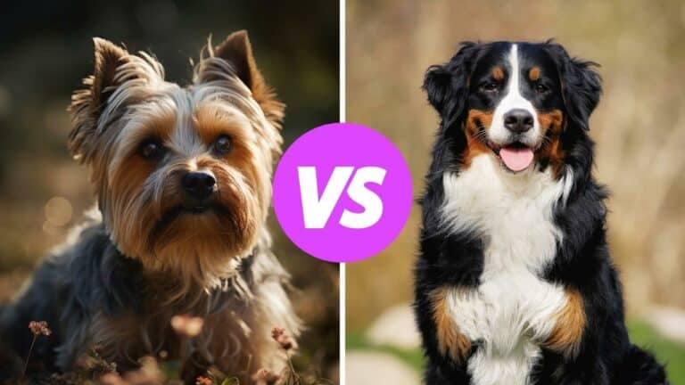 yorkshire terrier vs bernese mountain dog