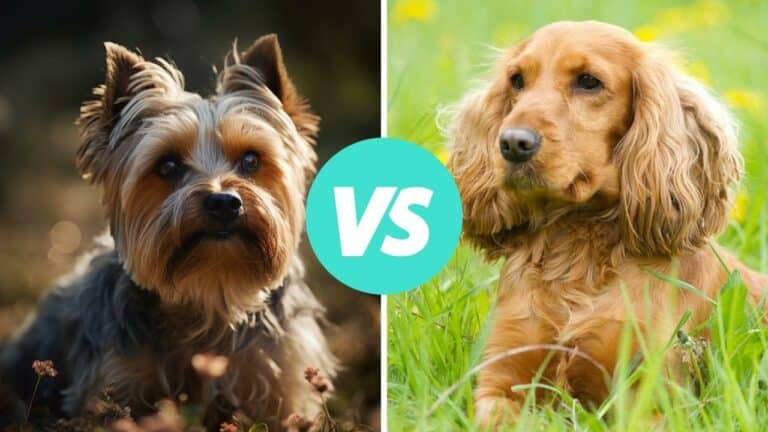 yorkshire terrier vs cocker spaniel