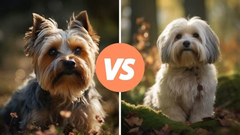 yorkshire terrier vs havanese