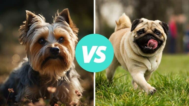 yorkshire terrier vs pug