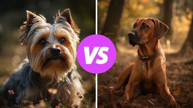 yorkshire terrier vs rhodesian ridgeback