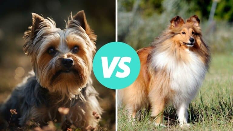yorkshire terrier vs shetland sheepdog