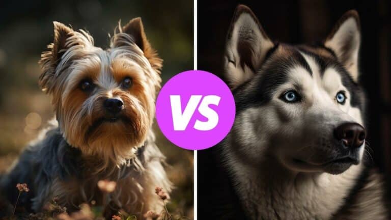 yorkshire terrier vs siberian husky