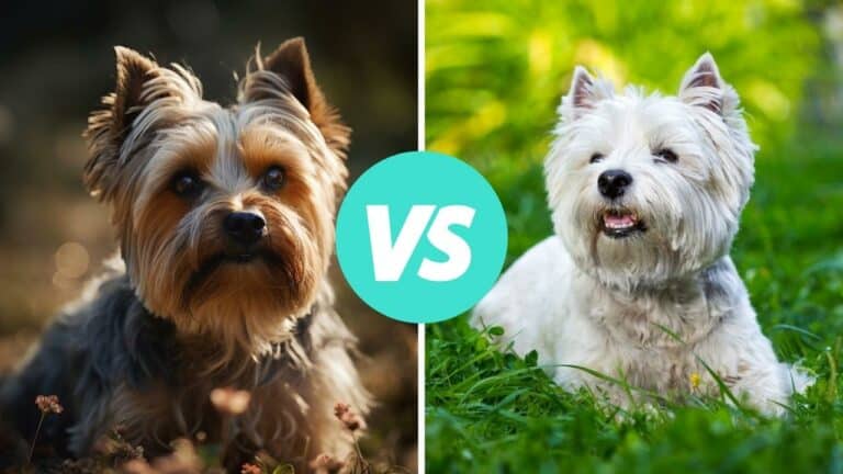 yorkshire terrier vs west highland white terrier